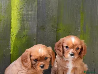 Cavalier King Charles Spaniel dogs 2x KC stunning CKCS Ruby ❤️ last 1 left - Advert 9