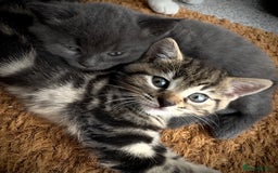 Domestic Shorthair cats for sale: Beautiful 9 Week Old Kittens  - Image 11