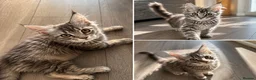 Maine Coon cats for sale: GCCF Maine Coone's, test, Vacc, papers & vet check - Advert 2