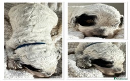 Cockapoo dogs for sale: Beautiful F1b Cockapoo Puppies Ready 14th November - Image 6
