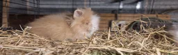 Lionhead rabbits for sale: Lovely tempered little lionhead babies- m and f - Advert 4