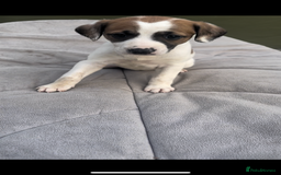 Mixed Breed dogs for sale: Bedlington whippet cross kc reg whippet - Image 1