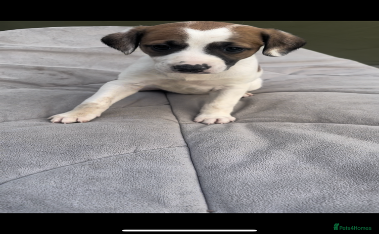 Mixed Breed dogs - Advert 9
