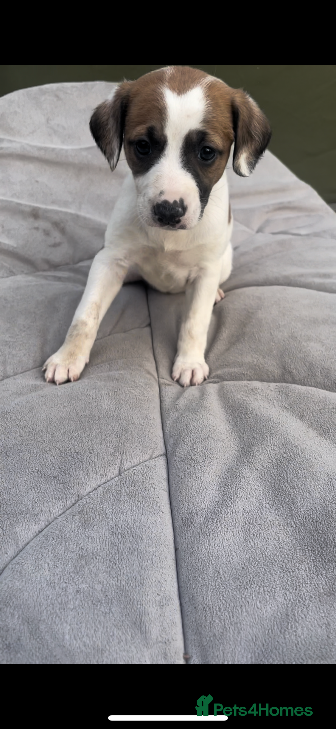 Mixed Breed dogs for sale: Bedlington whippet cross kc reg whippet - Image 1