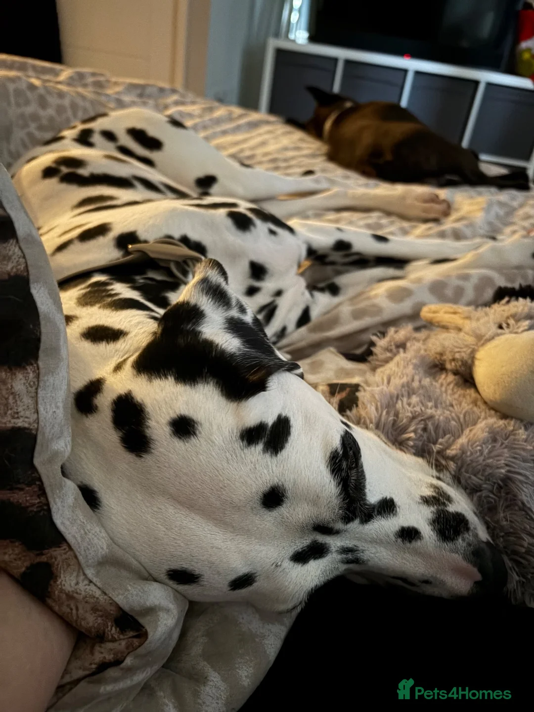 Dalmatian dogs for sale: Female Dalmatian  - Advert 6