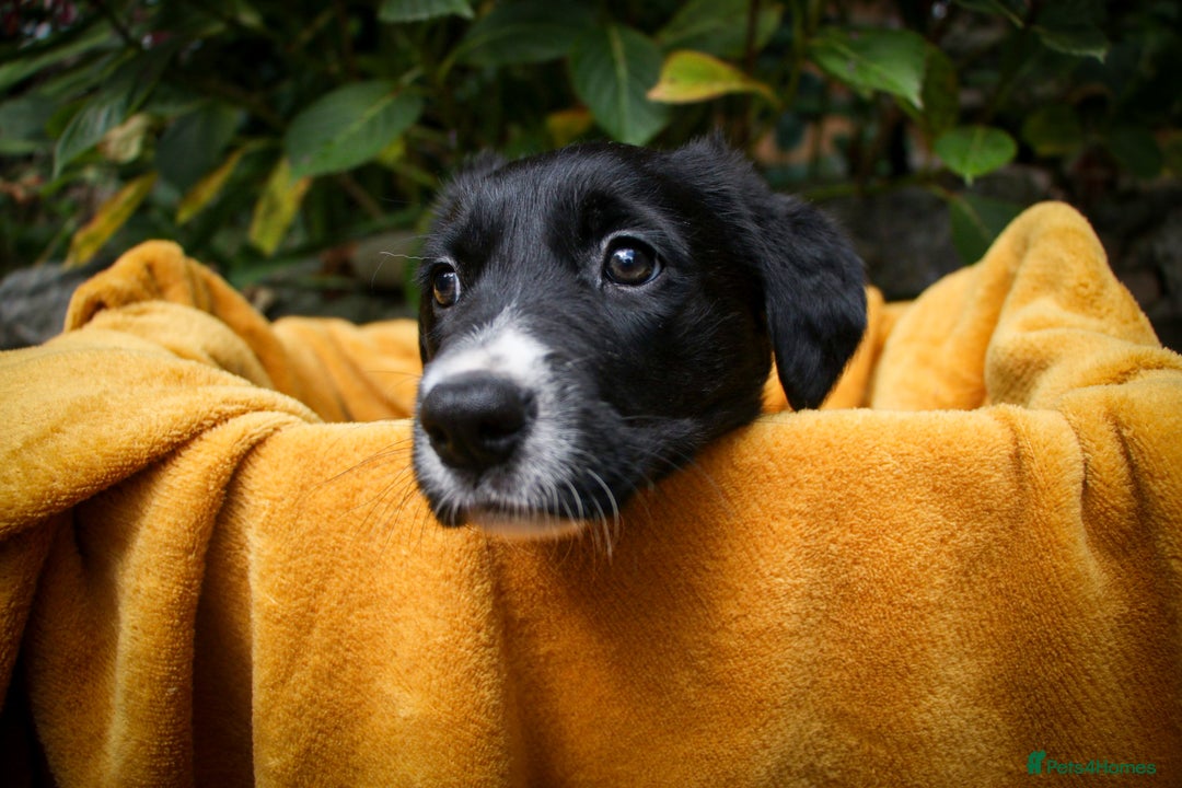 Mixed Breed dogs for sale: 3 x Border collie cross retriever pups - Image 4
