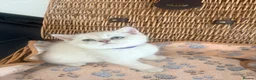 British Shorthair cats for sale: Cuteness overload♥️ British shorthair/chinchillas  - Advert 19