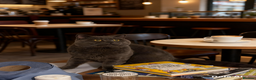 British Shorthair cats for stud: Mr Bond - Advert 3
