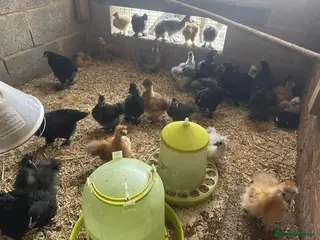 Mixed Breed birds Silkie &French Copper Maran chicks & hatching eggs - Advert 1