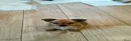 Jack Chi dogs for sale: Jack chi puppies for sale in Port Talbot - Advert 3