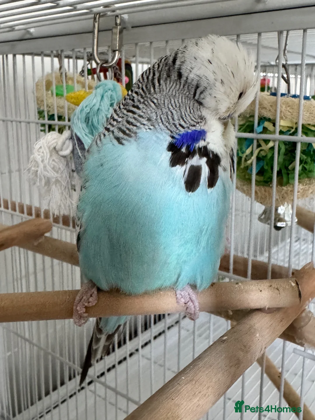 Budgerigars birds for sale: Tame Male Exhibition Budgie  - Advert 2