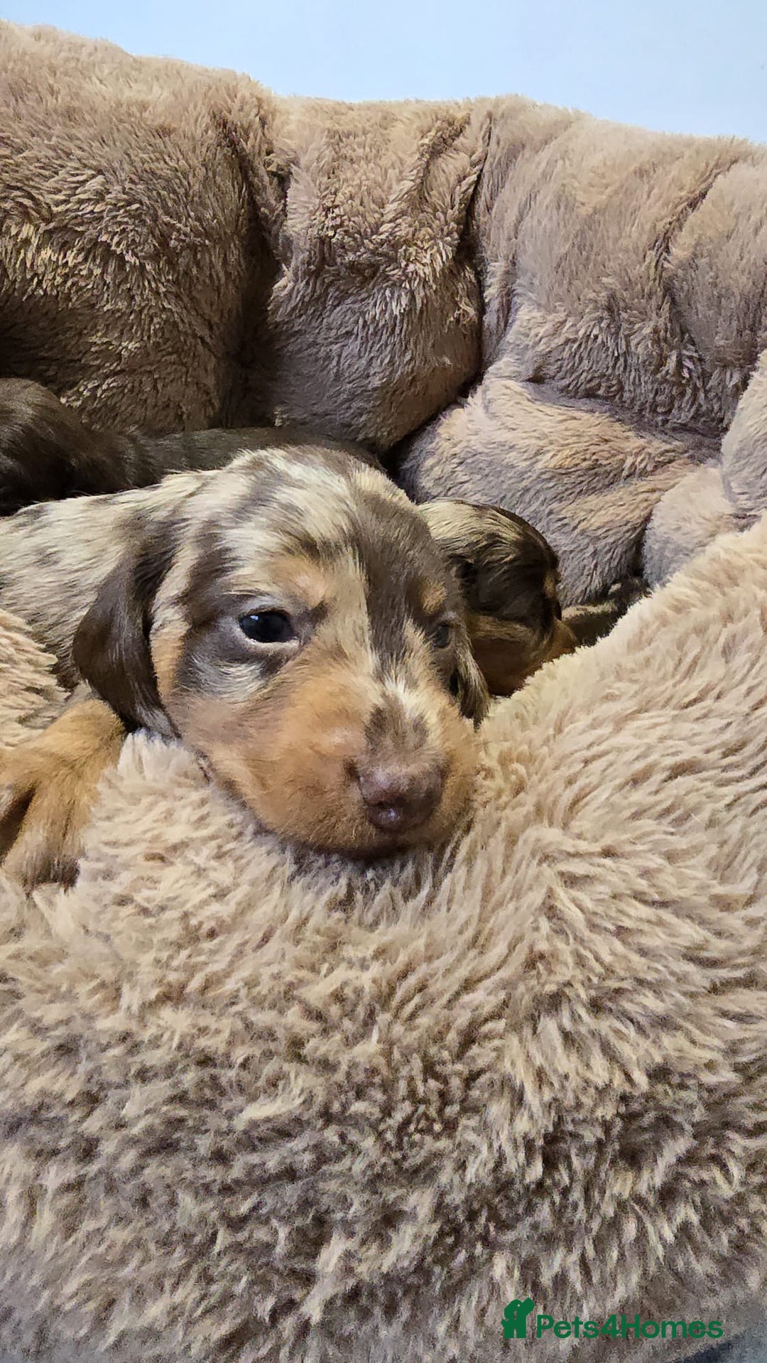 Miniature Dachshund dogs for sale: ❤️Longhair and wirehair sausages❤️ - Advert 14
