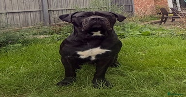 Cane Corso dogs - Advert 5