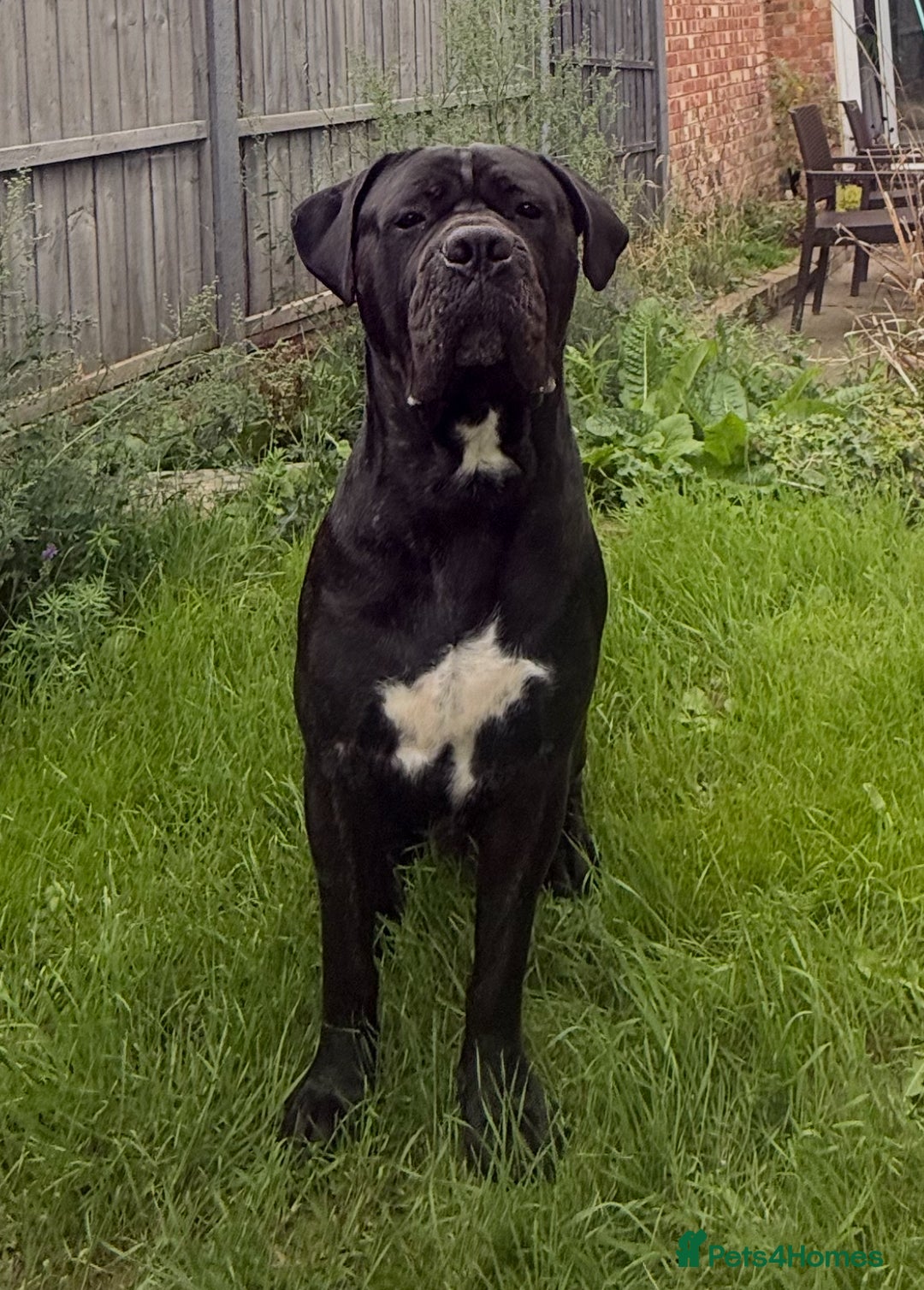 Cane Corso dogs for stud: Black w/ Brindle Cane Corso for stud - Image 2