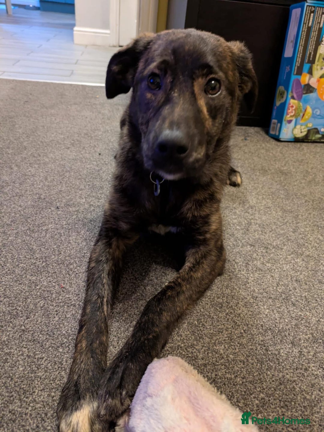 Mixed Breed dogs for adoption: Aurora - Stowmarket Suffolk  - Advert 9
