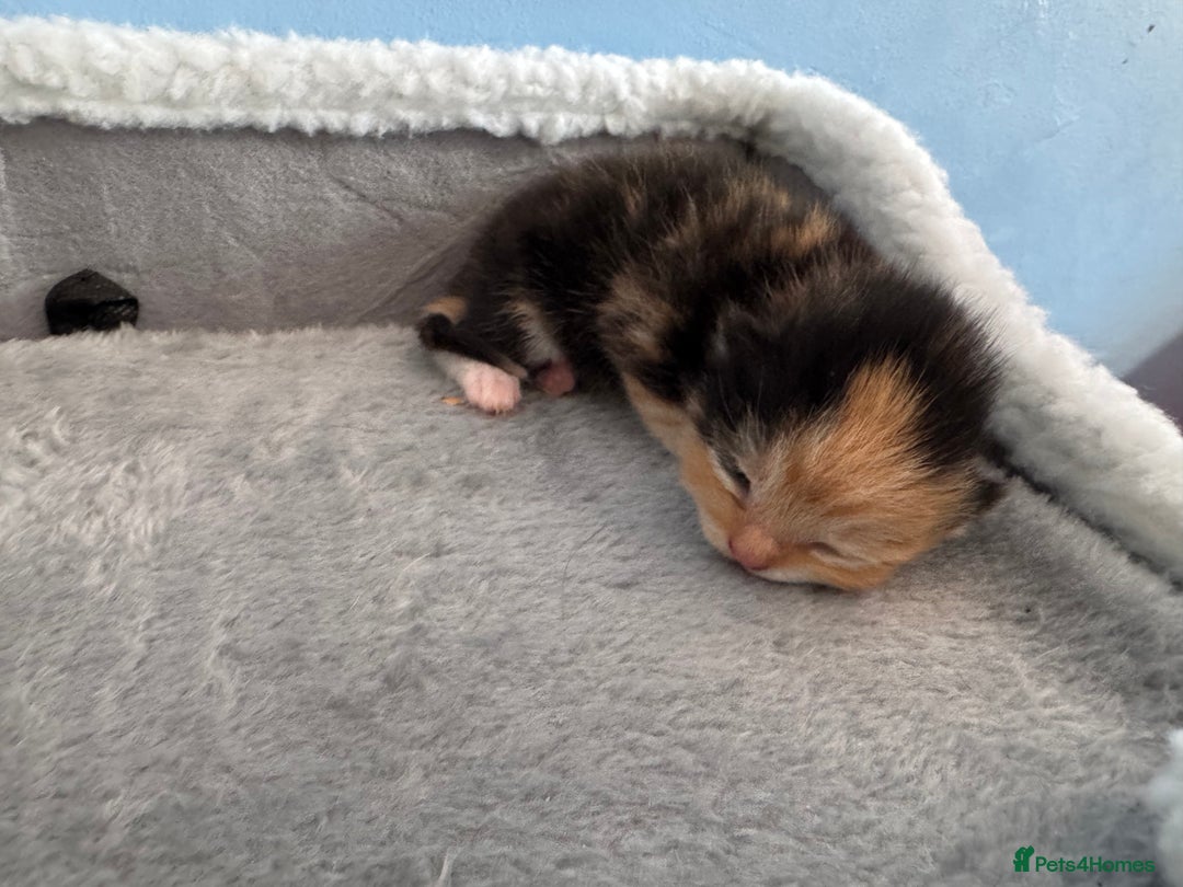 Mixed Breed cats for sale: Nebu/nova and luna(mother) - Advert 9