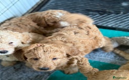 Australian Labradoodle dogs for sale: 5* Health tested Australian labradoodles  - Image 12