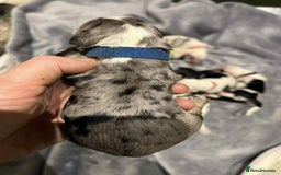 Sheepadoodle dogs for sale: unique midi sheepadoodle babies - Image 3