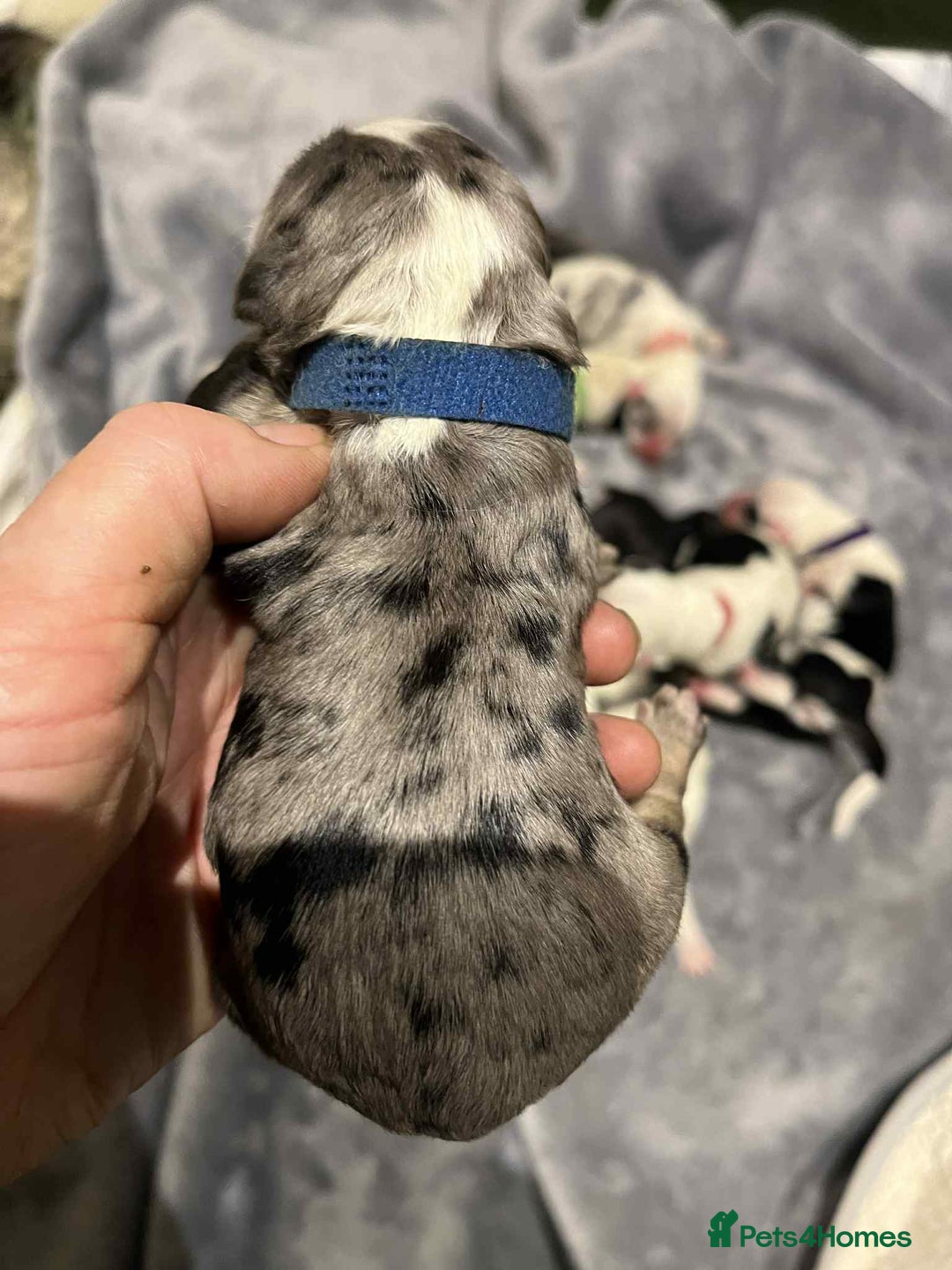 Sheepadoodle dogs for sale: unique midi sheepadoodle babies - Image 3
