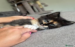 Turkish Van cats for sale: Turkish Van Mix Kittens 8 Weeks Old Ready Now! - Image 1