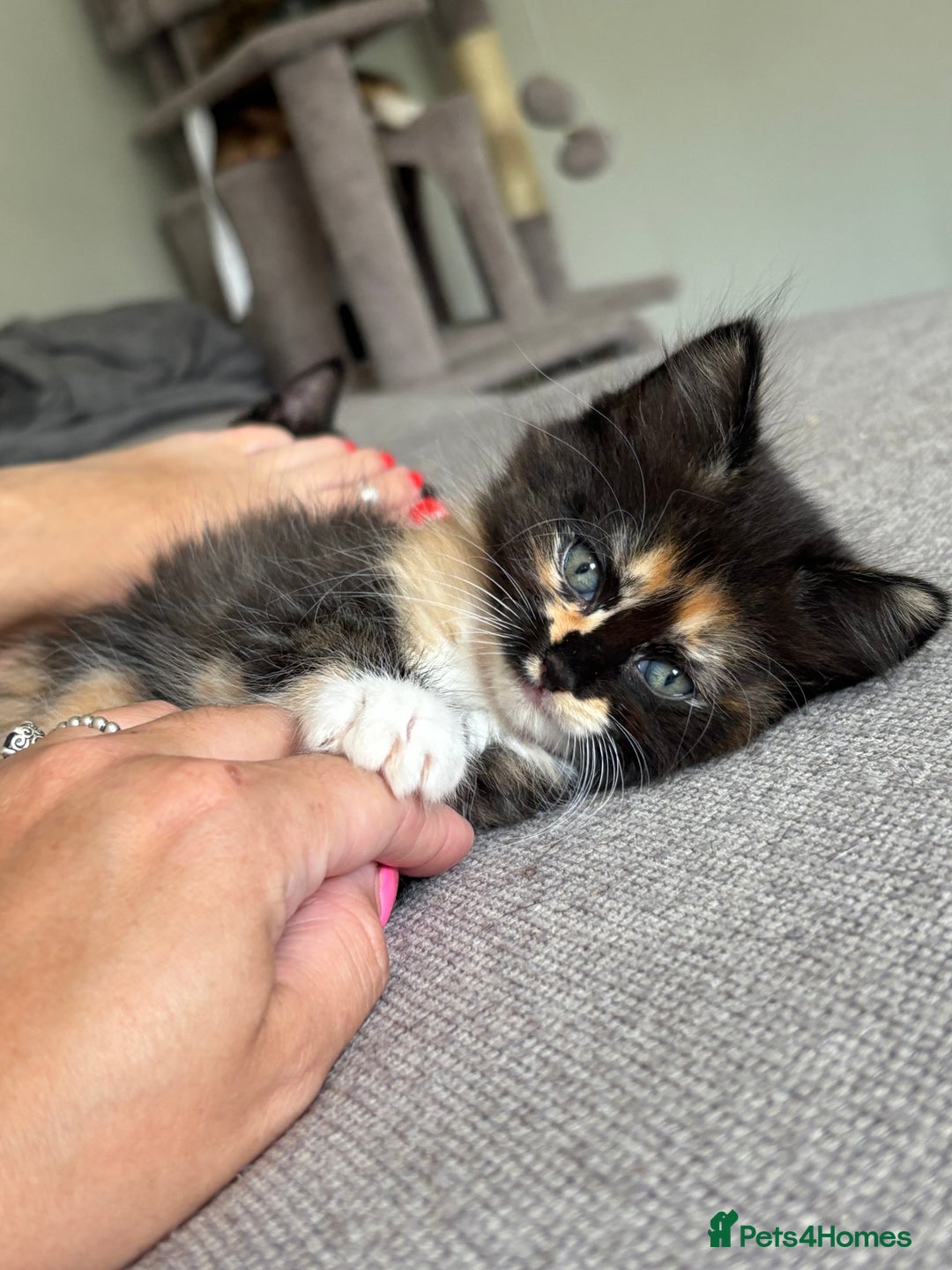Turkish Van cats for sale: Turkish Van Mix Kittens 8 Weeks Old Ready Now! - Image 1