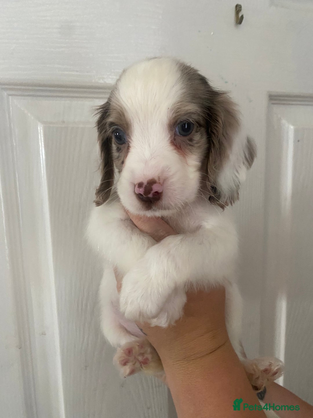 Cocker Spaniel dogs for sale: Merl cocker spaniel puppies  - Image 32