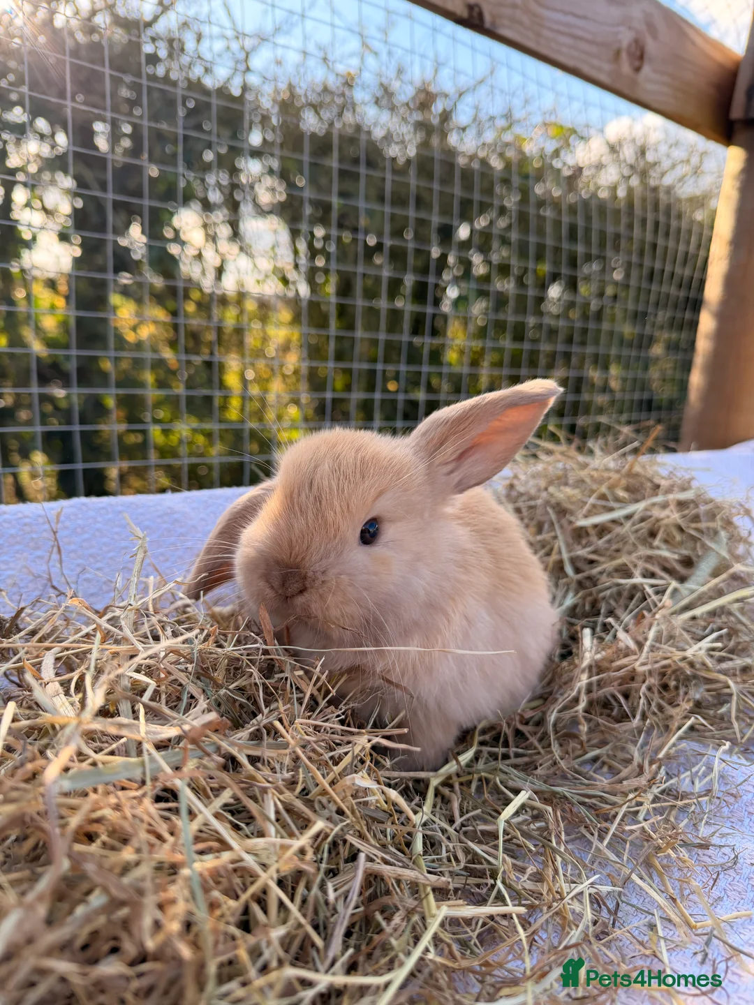 Mini Lop rabbits for sale: Gorgeous mini Lop babies  - Advert 7