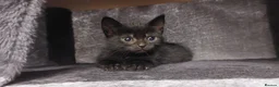 Mixed Breed cats for sale: Two Gorgeous Black Kittens Looking for Loving Home - Advert 5