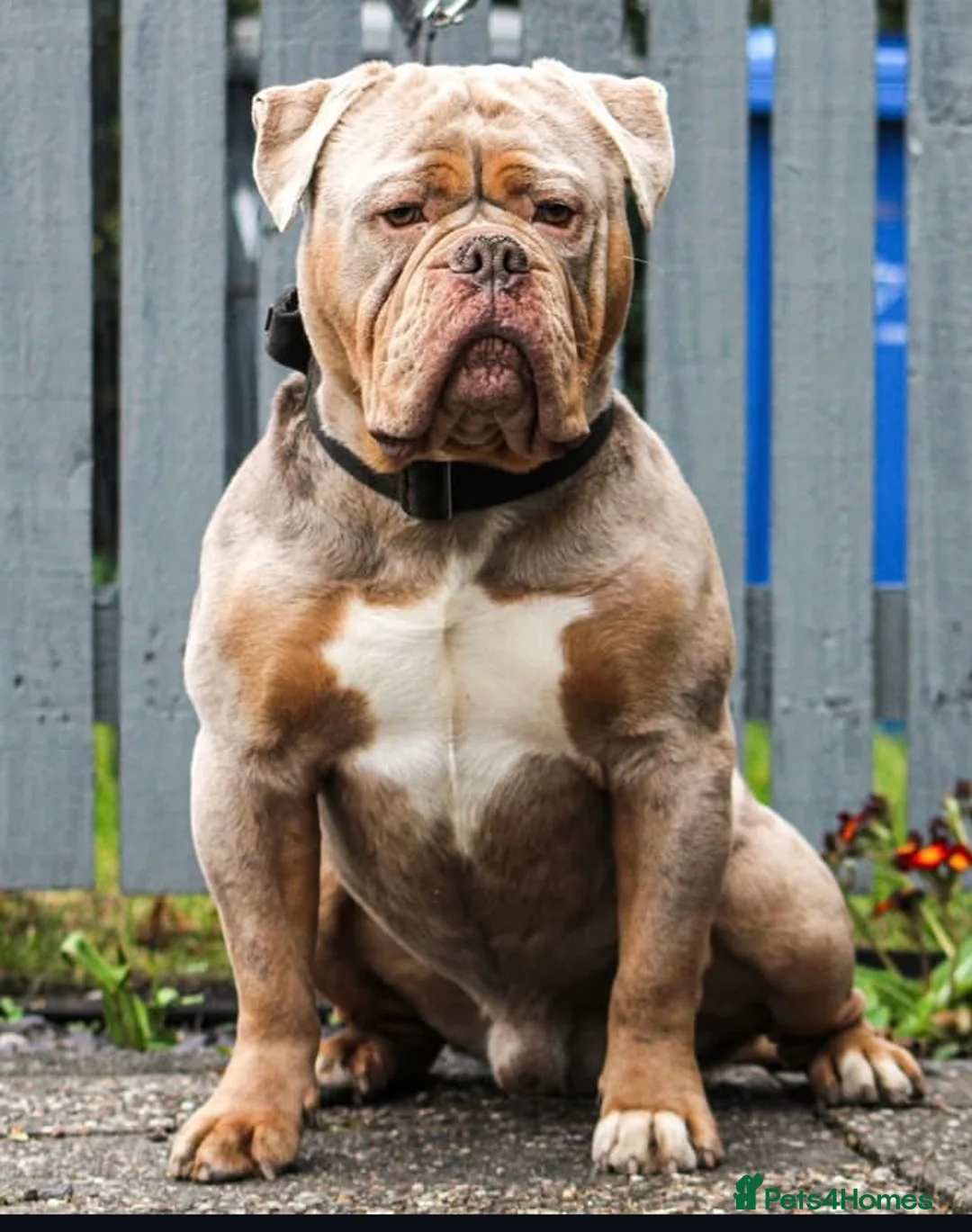 Olde English Bulldogge dogs for stud: ❄️ICEMAN❄️ - Advert 2