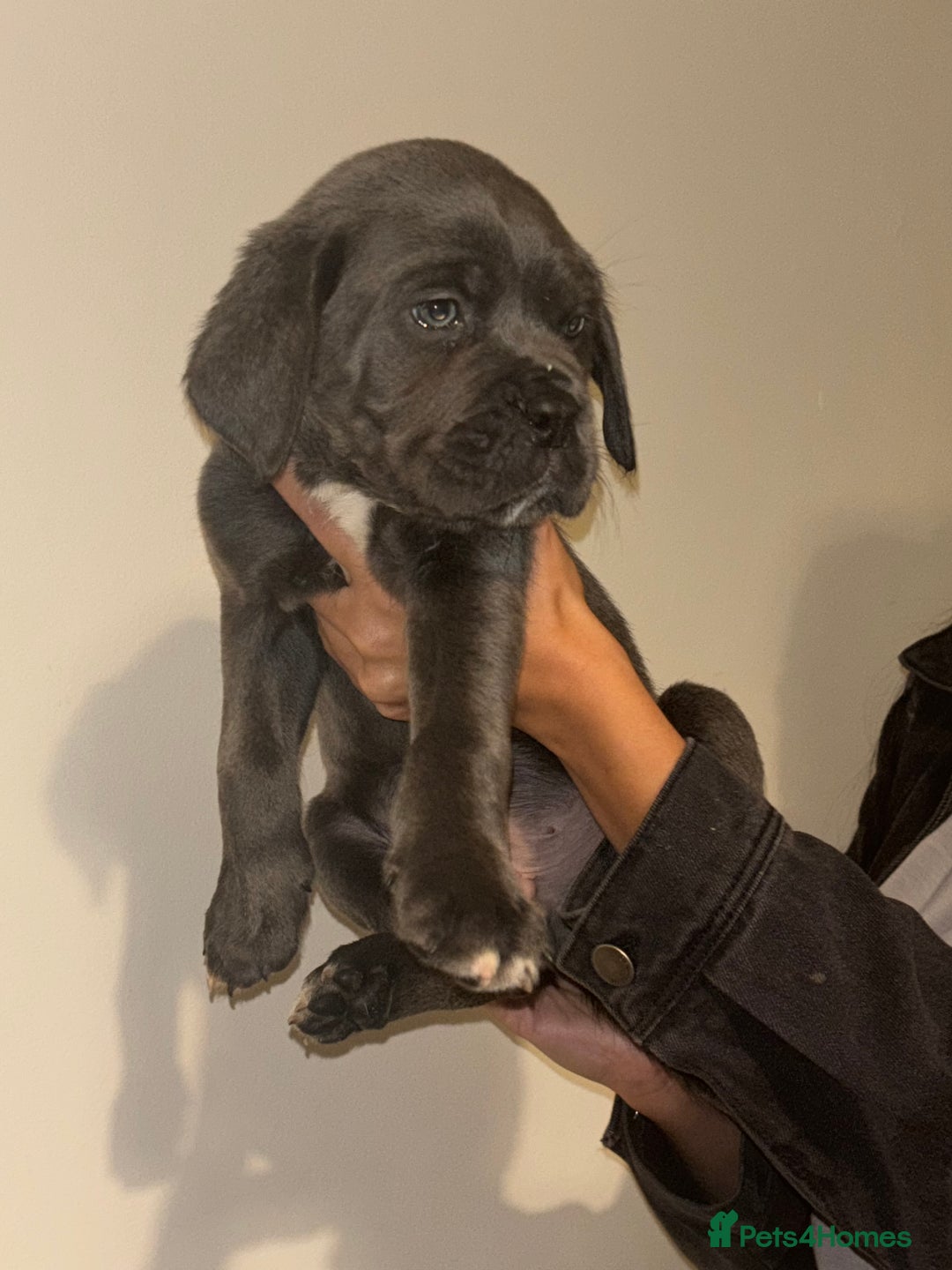 Cane Corso dogs for sale: Cane Corso Puppies **5 Male 2Female Left** - Advert 16
