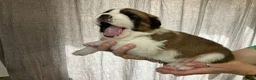 Saint Bernard dogs for sale: KC Registered Saint Bernard Pups - Advert 8