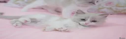 Ragdoll cats for sale: Beautiful Ragdolls  in Oldbury - Advert 25