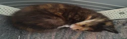 Mixed Breed cats for sale: 4 gorgeous little kitten looking for homes  - Advert 13