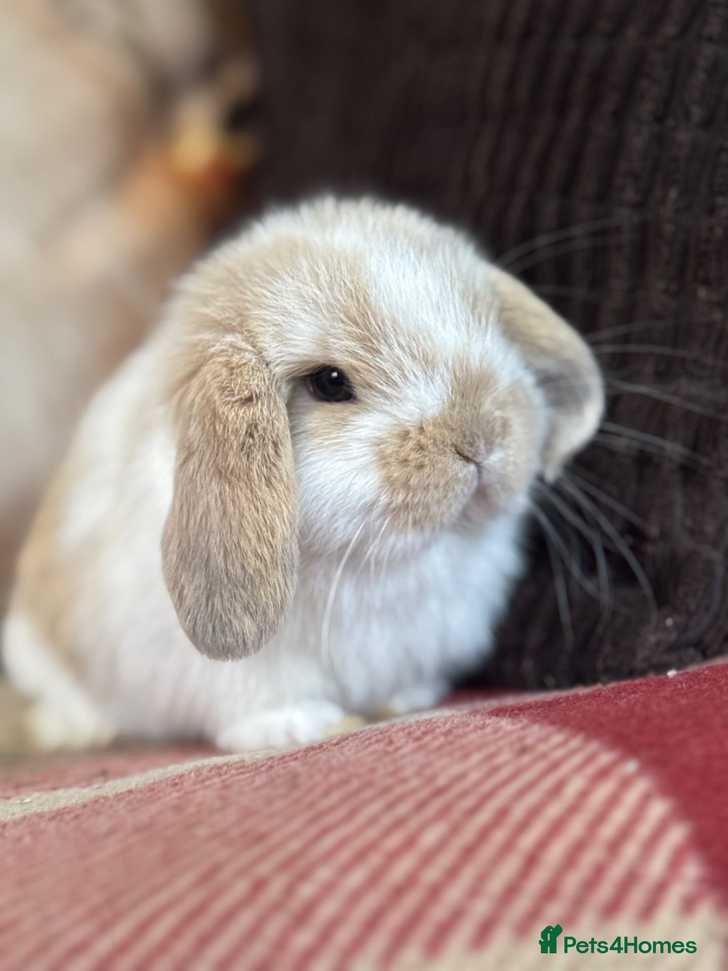 Mini Lop rabbits Super cute mini lop babies  - Advert 2