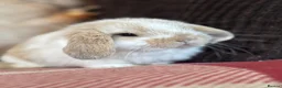 Mini Lop rabbits for sale: Super cute mini lop babies  in Llandysul - Advert 2