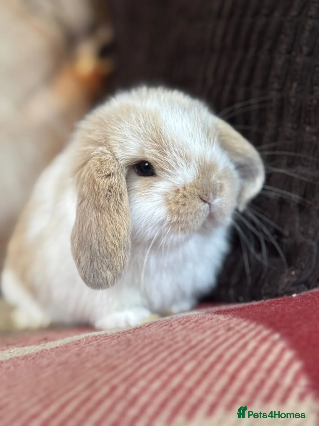 Mini Lop rabbits for sale: Super cute mini lop babies  in Llandysul - Advert 2