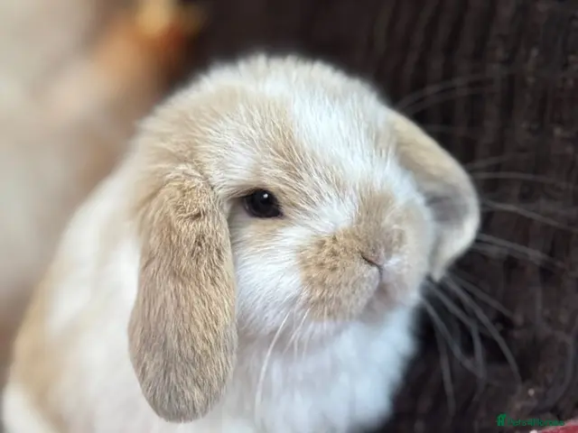 Mini Lop rabbits for sale: Super cute mini lop babies - Advert 2