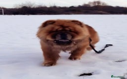 Chow Chow dogs for stud: Kc registered chow chow STUD in Frodsham - Image 1