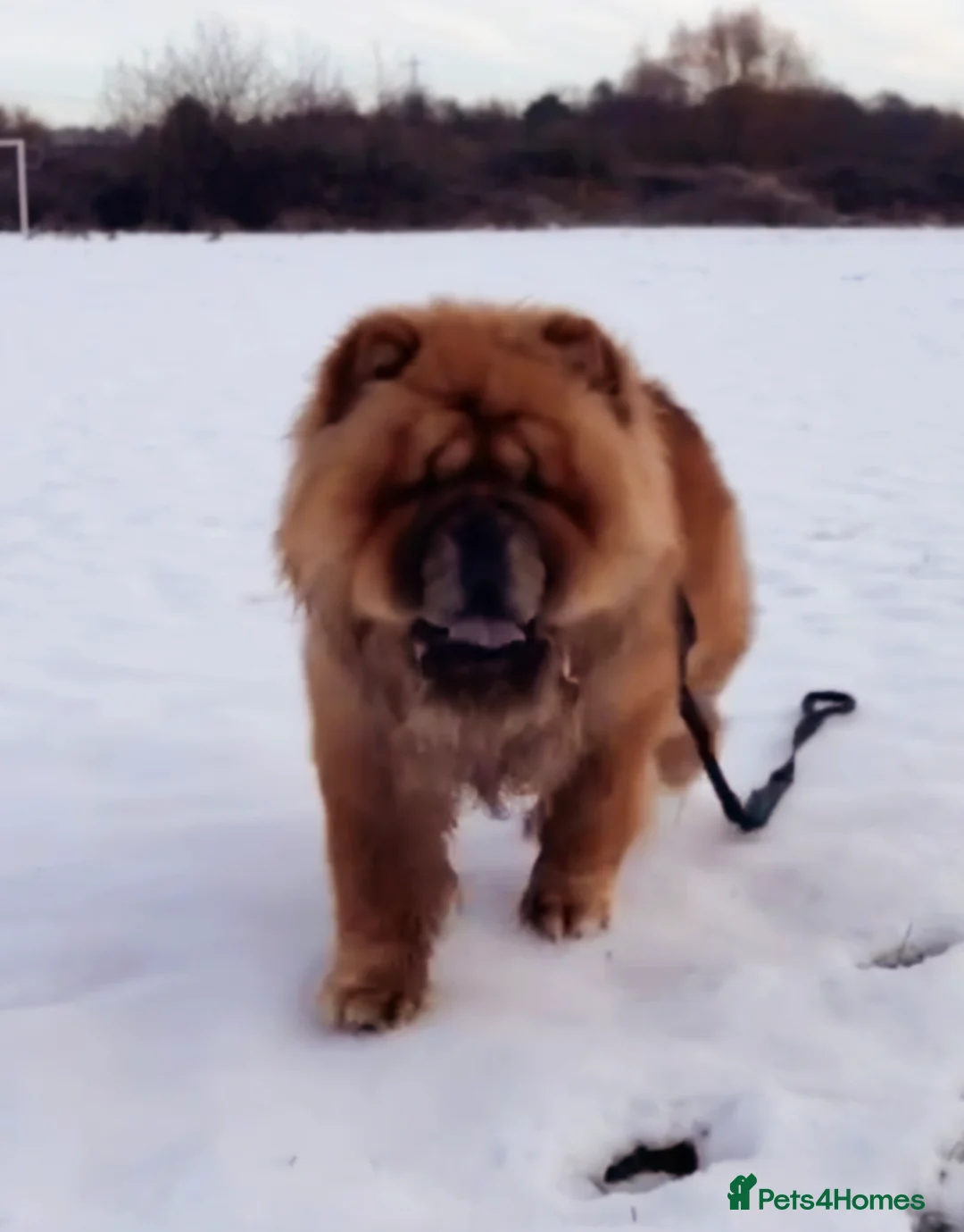 Chow Chow dogs for stud: Kc registered chow chow STUD - Advert 1