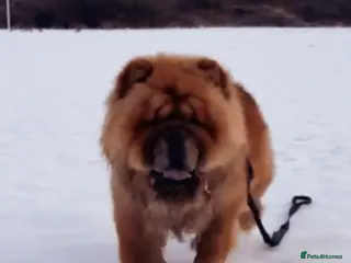 Chow Chow dogs Kc registered chow chow STUD - Advert 1