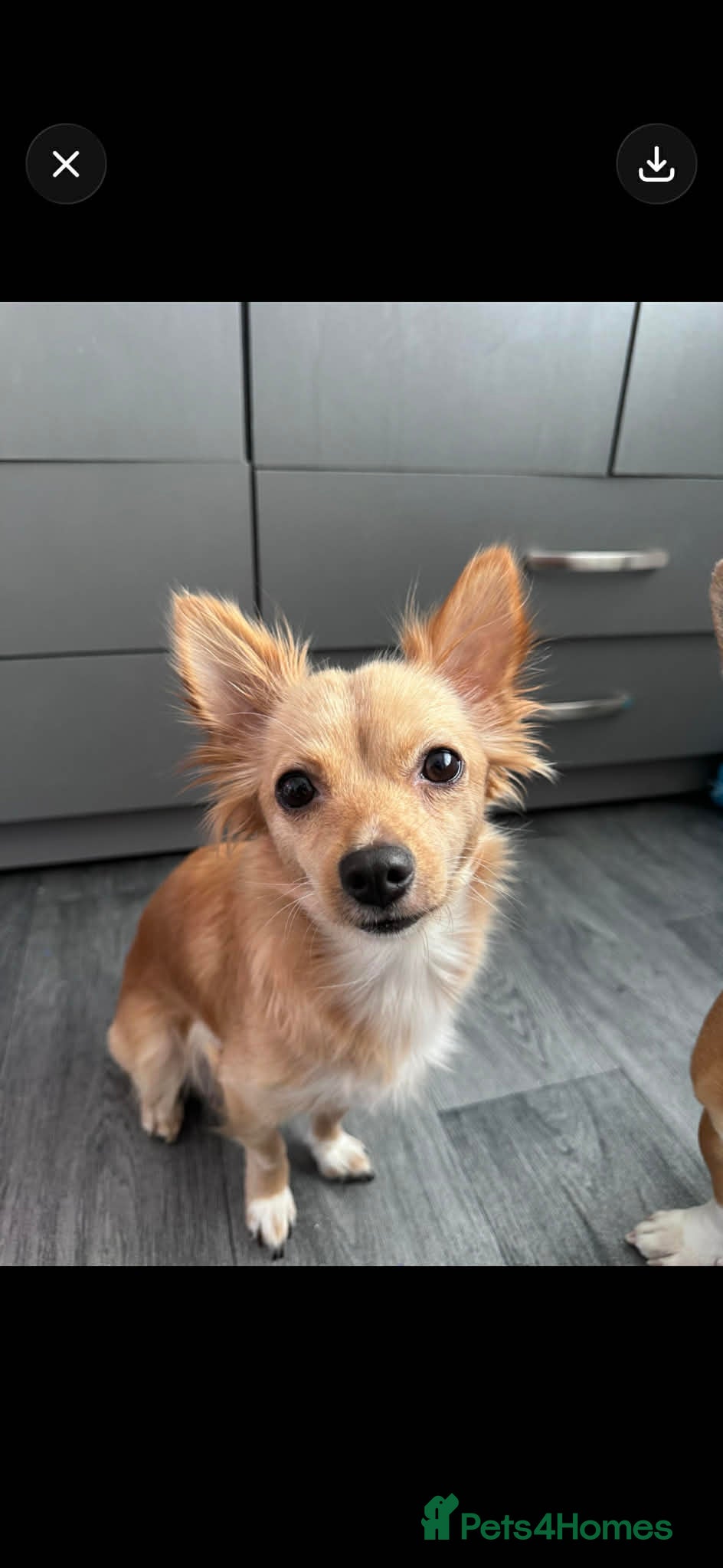 Mixed Breed dogs Chiuvava  - Advert 5