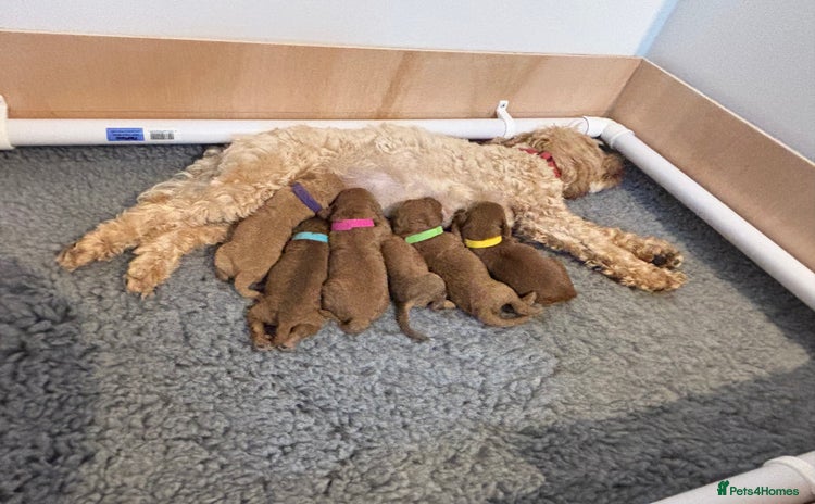 Cockapoo dogs - Advert 10