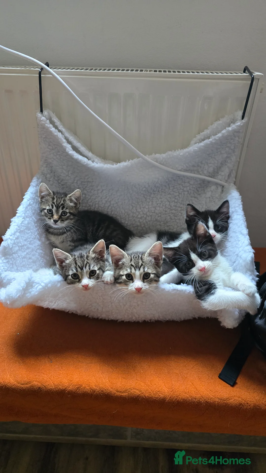Mixed Breed cats for sale: Very playful,  healthy and happy kittens - Advert 1