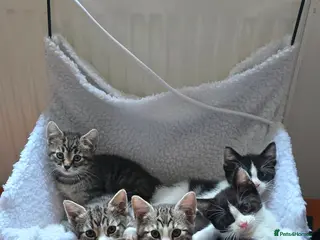 Mixed Breed cats Very playful, healthy and happy kittens - Advert 1