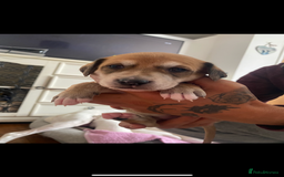 Mixed Breed dogs for sale: adorable Lurcher puppies - Image 8