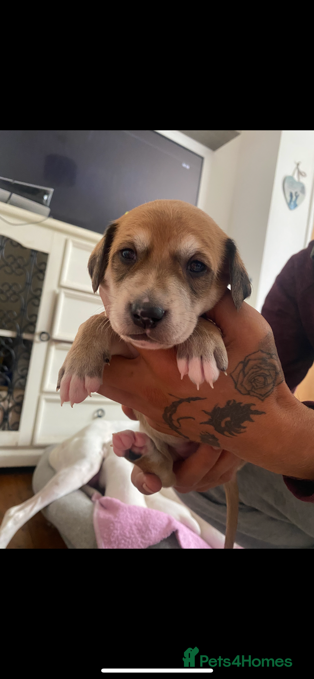 Mixed Breed dogs for sale: adorable Lurcher puppies - Image 8