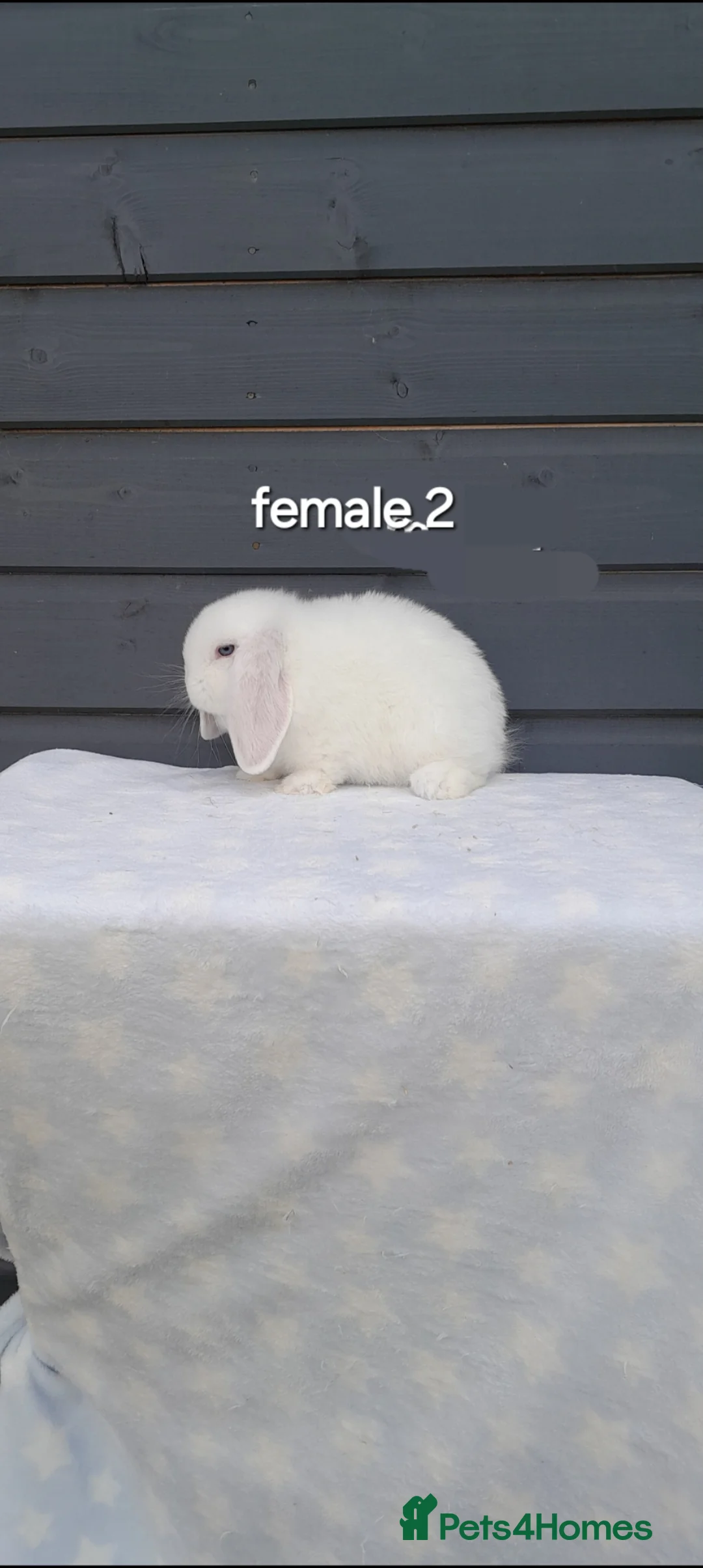 Mini Lop rabbits for sale: Gorgeous mini lop rabbits ready now  - Advert 10