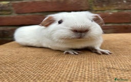 Guinea Pig rodents for sale: Two handsome boars  - Advert 2