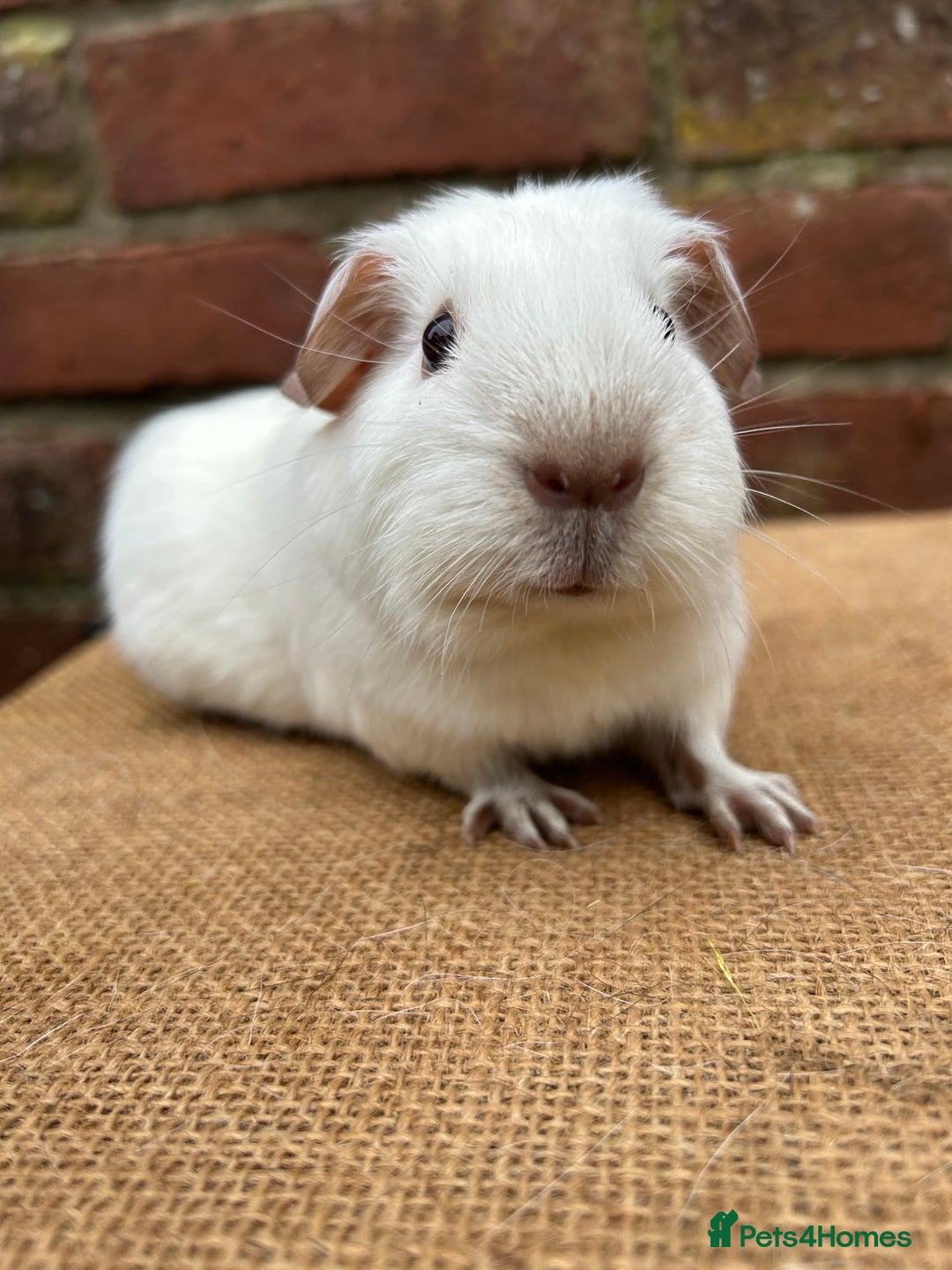 Guinea Pig rodents for sale: Two handsome boars  - Advert 2