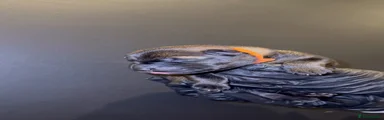 Orange collar